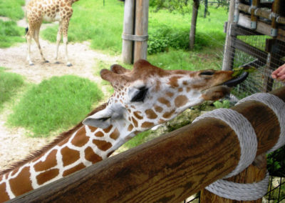 GIRAFFE OVERLOOK AND SAVANNA BLOOMS