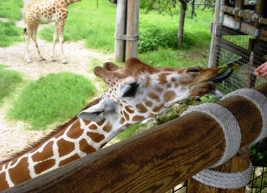 GIRAFFE OVERLOOK AND SAVANNA BLOOMS