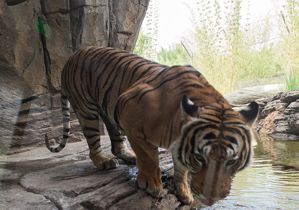 ASIA PRECINCT EXPANSION AND TIGER EXHIBIT